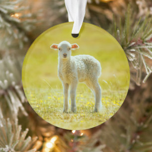 Cutest Baby Animals Young Sheep Ornament