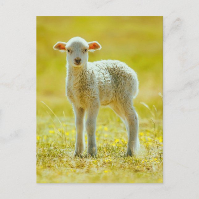 Cutest Baby Animals | Young Sheep Postcard (Front)