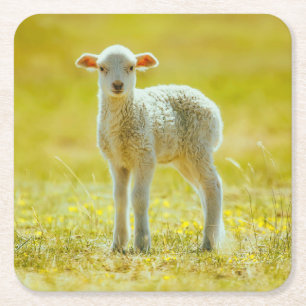 Cutest Baby Animals Young Sheep Square Paper Coaster