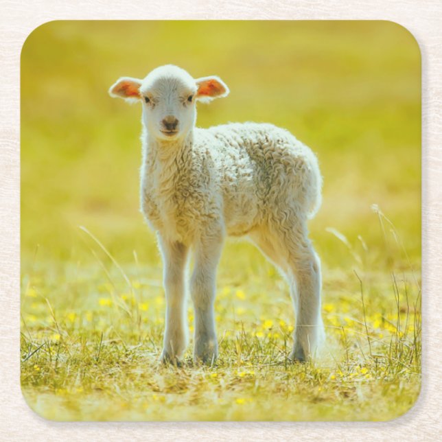 Cutest Baby Animals | Young Sheep Square Paper Coaster (Front)