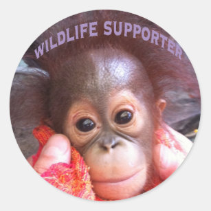 Cutest Baby Orangutan Orphan Classic Round Sticker