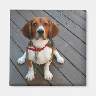 Cutest Beagle Dog Ever Magnet