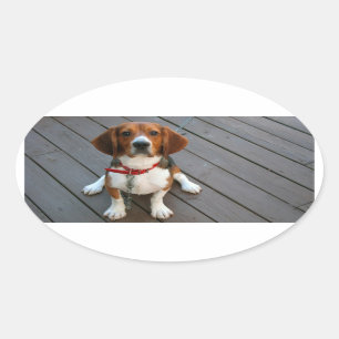 Cutest Beagle Dog Ever Oval Sticker