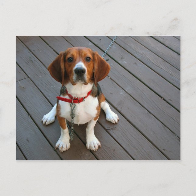 Cutest Beagle Dog Ever Postcard (Front)