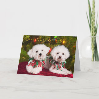 Cutest Bichons Frise dogs Christmas card