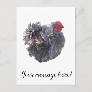 Cutest Blue Frizzle Cochin Bantam Rooster Chicken Postcard
