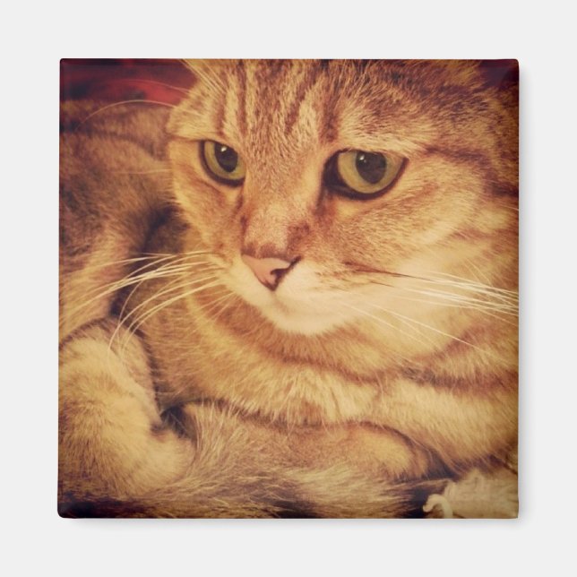 Cutest Cat Magnet (Front)