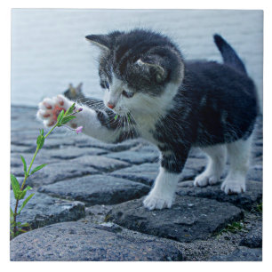 Cutest ever kitten with flower ceramic tile