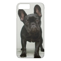 Cutest French Bulldog Puppy