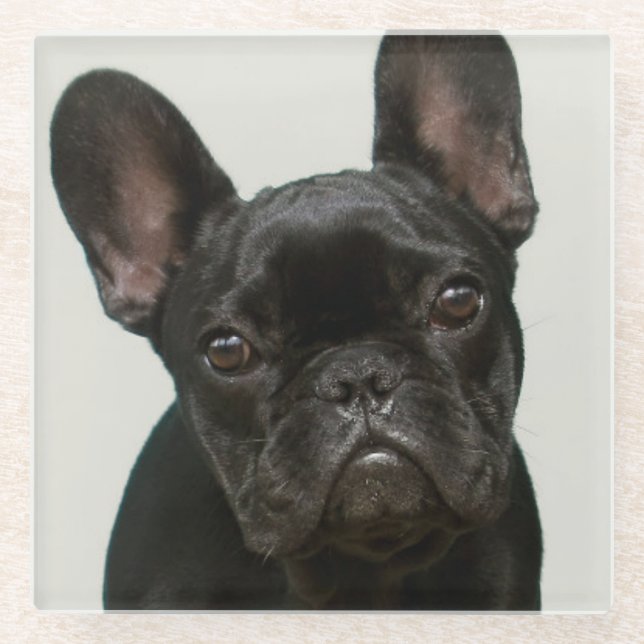 Cutest French Bulldog Puppy Glass Coaster (Front)