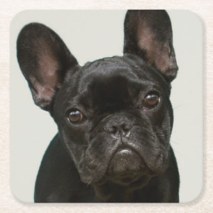 Cutest French Bulldog Puppy Square Paper Coaster
