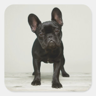 Cutest French Bulldog Puppy Square Sticker