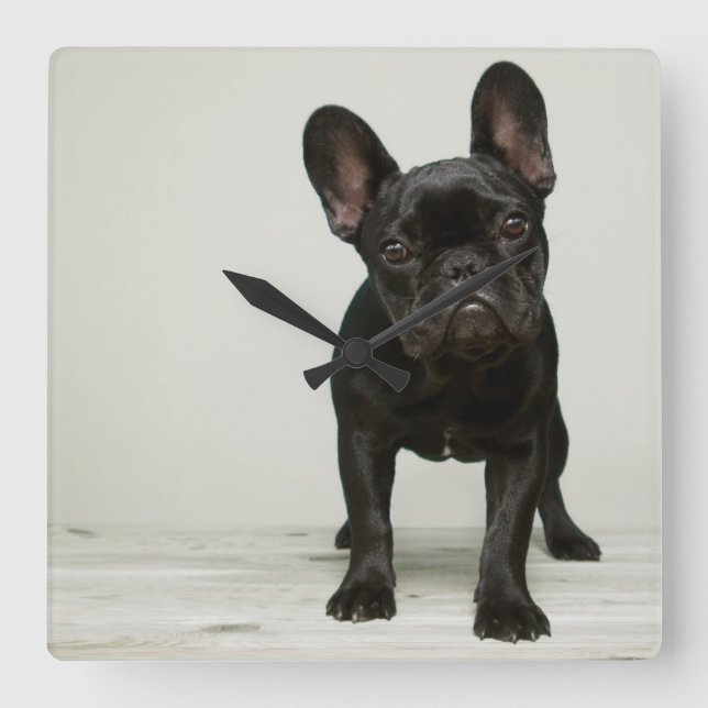 Cutest French Bulldog Puppy Square Wall Clock (Front)