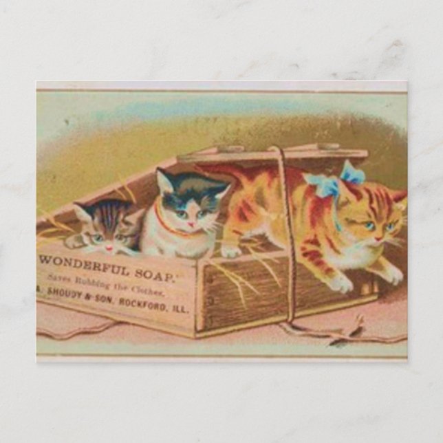 Cutest Kittens Soap Ad Postcard (Front)