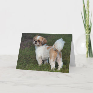 Cutest  Shih Tzu Holiday Card