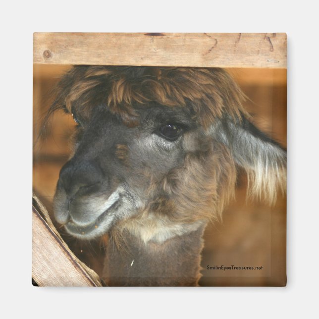 Cutey Llama Farm Animal Photography Magnet (Front)