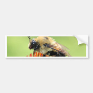Cutie bumble bumper sticker