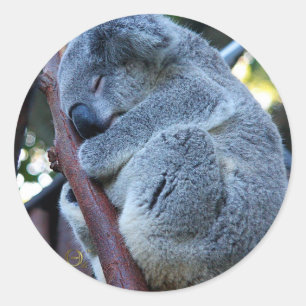 Cutie Pie Koala Classic Round Sticker