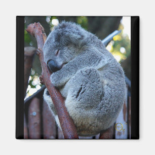 Cutie Pie Koala Magnet