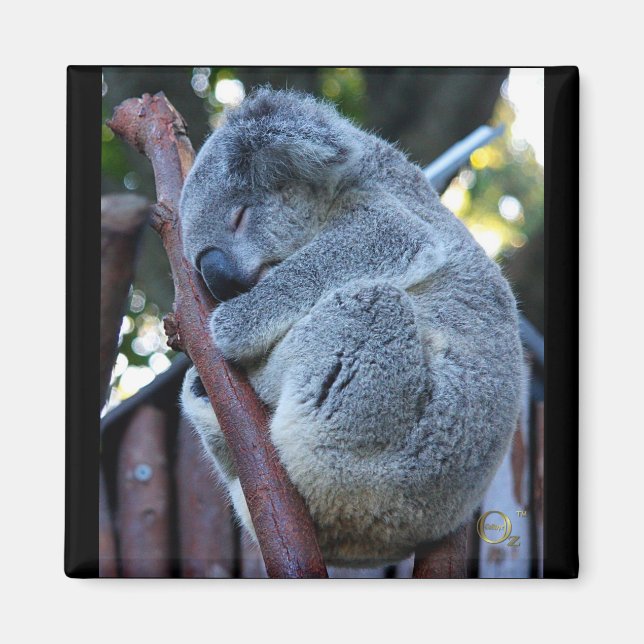 Cutie Pie Koala Magnet (Front)