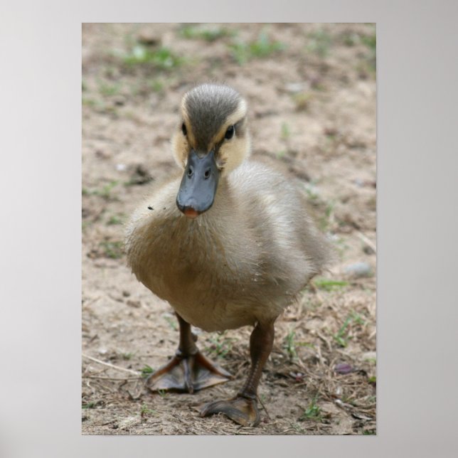 "Cutie" Poster (Front)