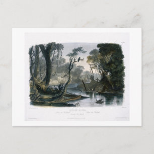 Cutoff River, Branch of the Wabash, plate 8 from V Postcard