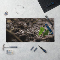 Cutter Ants