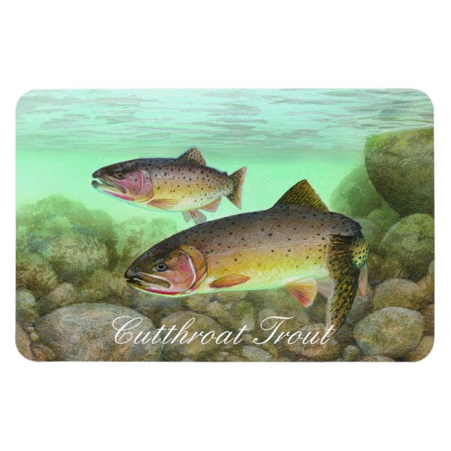 Cutthroat Trout Painting Magnet (Horizontal)