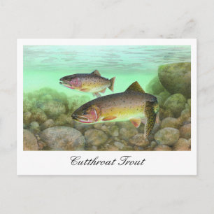 Cutthroat Trout Painting Postcard