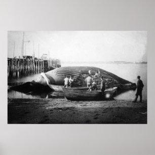 Cutting up a Blue Whale in Alaska Photograph Poster