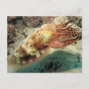 Cuttlefish, Great Barrier Reef, Cairns, Australia Postcard