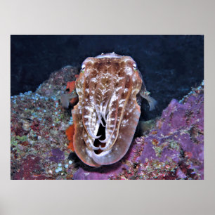 Cuttlefish in Repose Poster