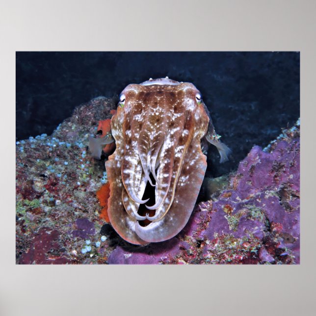 Cuttlefish in Repose Poster (Front)
