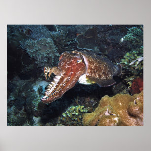 Cuttlefish on the Reef Poster