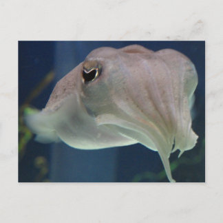 cuttlefish postcard
