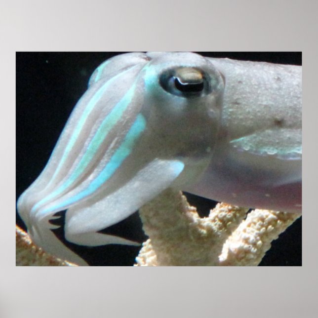 Cuttlefish Poster (Front)