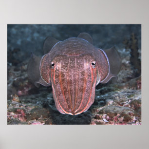 Cuttlefish Stare-down Poster