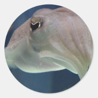 Cuttlefish stickers