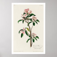 Cuvier's Kinglet by Audubon Poster