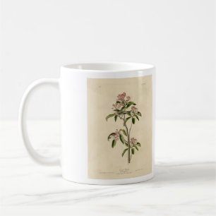 Cuvier's Kinglet (Cuvier's Regulus) Audubon Birds Coffee Mug