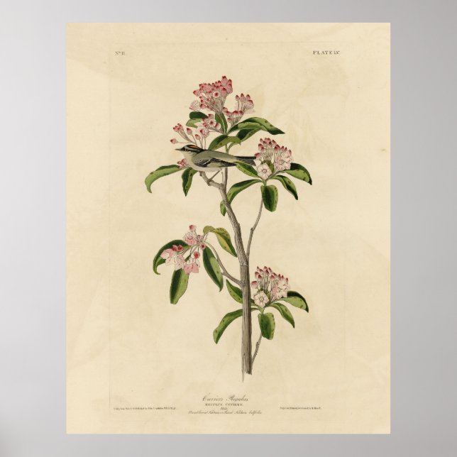 Cuvier's Kinglet (Cuvier's Regulus) Audubon Birds Poster (Front)