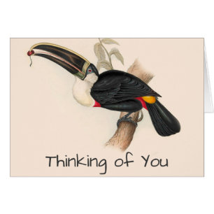 Cuviers Toucan Print: Vintage Tropical Bird