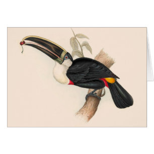 Cuviers Toucan Print: Vintage Tropical Bird