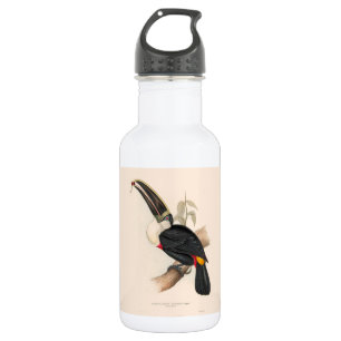 Cuviers Toucan Print: Vintage Tropical Bird 532 Ml Water Bottle