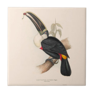 Cuviers Toucan Print: Vintage Tropical Bird Ceramic Tile