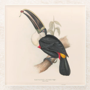 Cuviers Toucan Print: Vintage Tropical Bird Glass Coaster