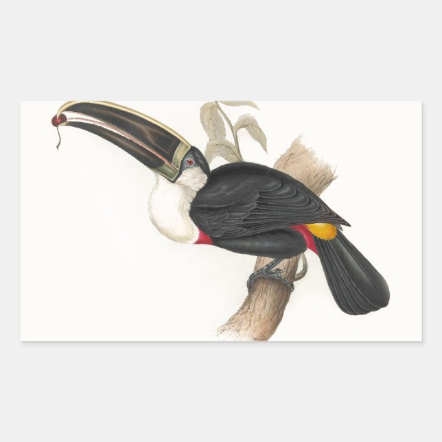 Cuviers Toucan Print: Vintage Tropical Bird Rectangular Sticker (Front)