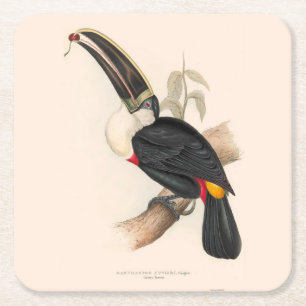 Cuviers Toucan Print: Vintage Tropical Bird Square Paper Coaster