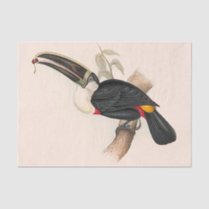 Cuviers Toucan Print: Vintage Tropical Bird Tissue Paper