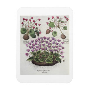 Cyclamen: 1.Cyclamen serotinum foliis hederaceis; Magnet